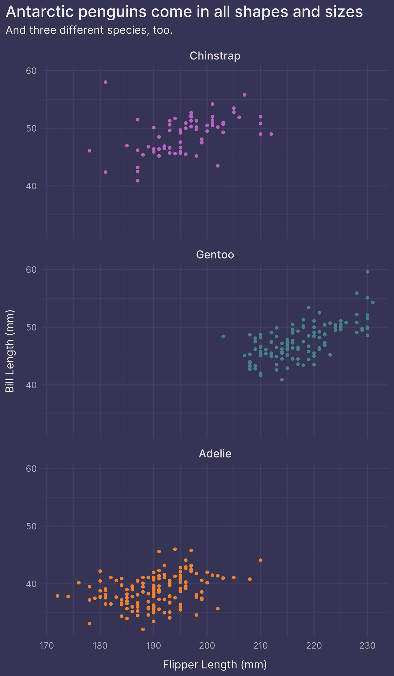 Scatter plot of penguin dimensions facetted by species using facet_wrap()