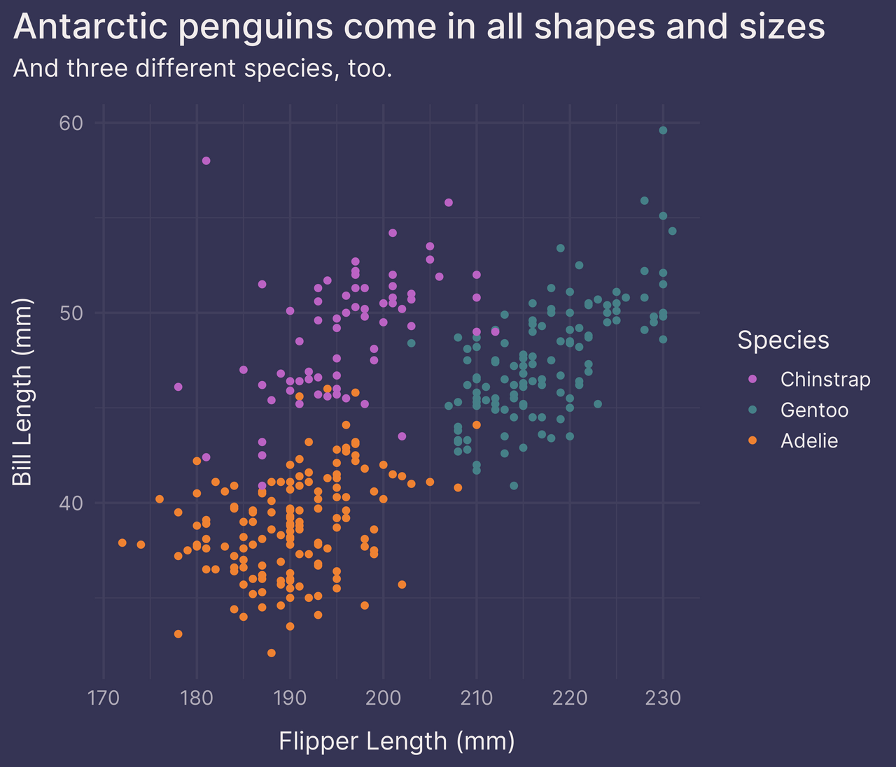 Scatter plot of penguin dimensions with legend on right side