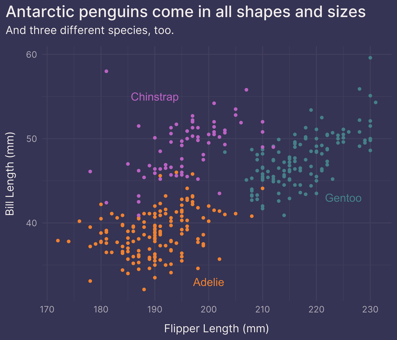 Scatter plot of penguin dimensions with species labels on plot using geom_text()